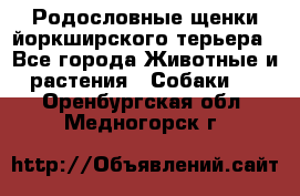 Родословные щенки йоркширского терьера - Все города Животные и растения » Собаки   . Оренбургская обл.,Медногорск г.